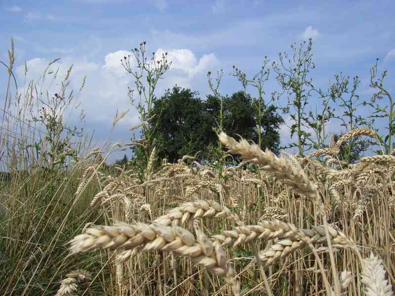 Agrolohn-Ackerbau-Frühschoppen